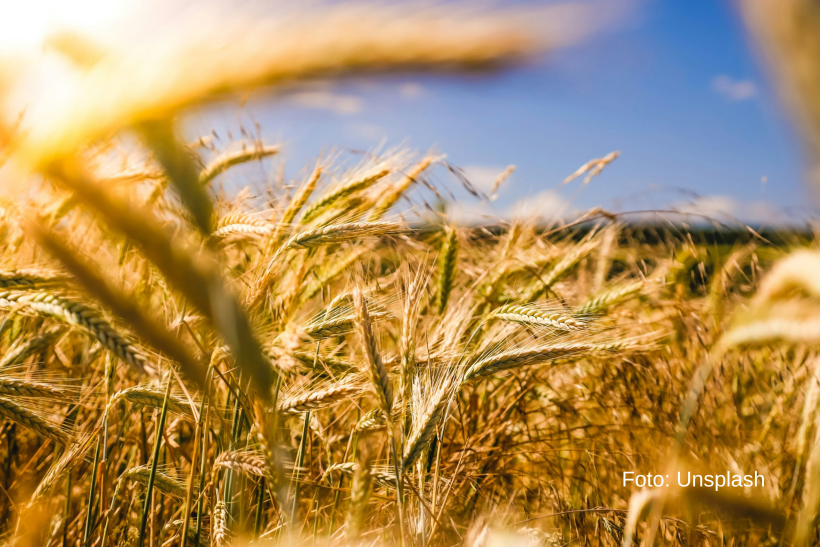 poljoprivreda u Bačkoj Palanci