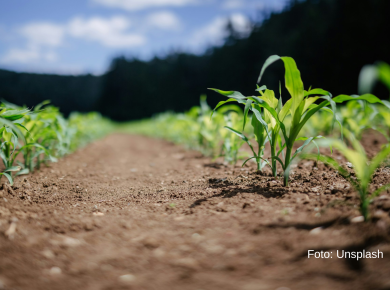 poljoprivreda u okolini Odžaka