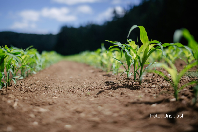 poljoprivreda u okolini Odžaka