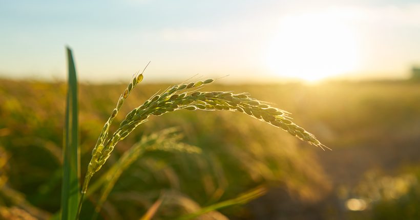 Poljoprivreda u Inđiji