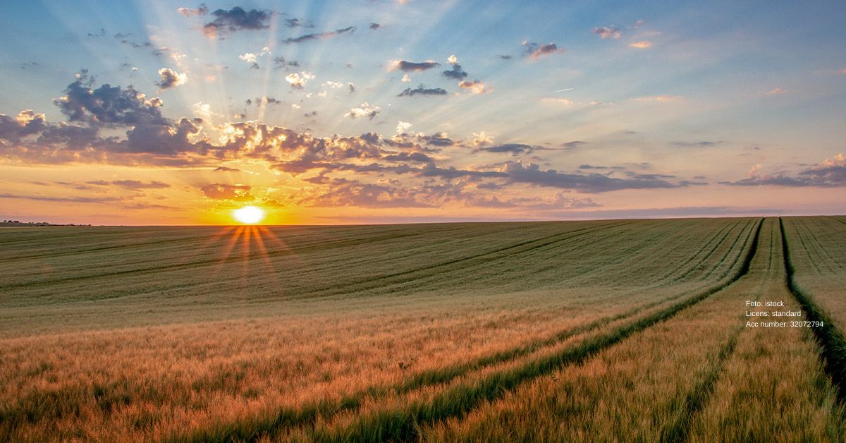 Vojvodina – mali oglasi i lokalni vodiči