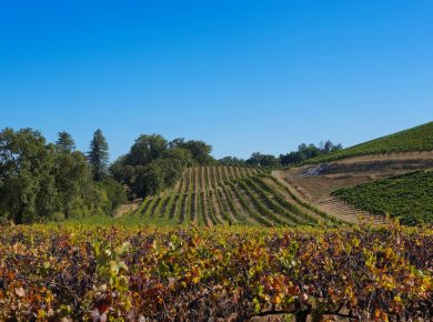 Vinogradi u podnožju brega – Vršac, grad vina