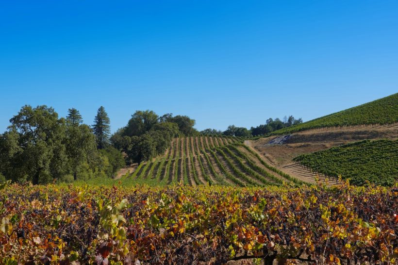 Vinogradi u podnožju brega – Vršac, grad vina